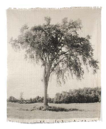 Elm Tree Woven