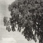 img-responsived