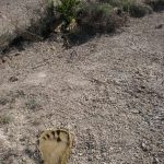 img-responsived