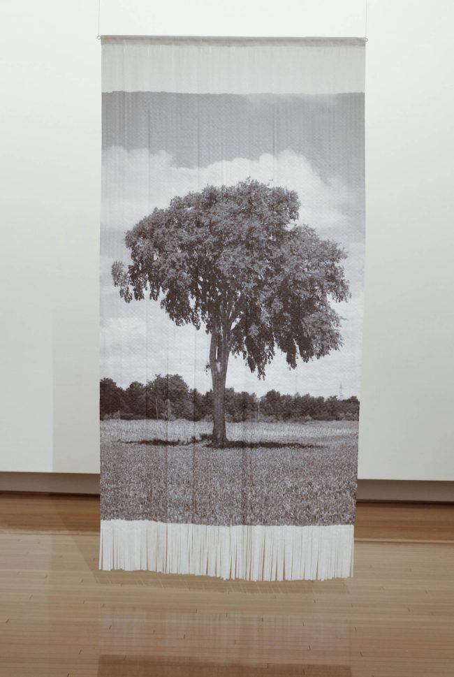 Installation view.