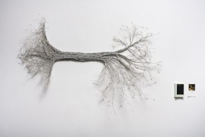 Lineage / Lignée